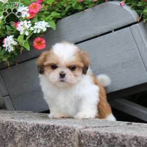Ragety Ann, Teddy Bear Puppy